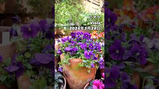濡れた花と青空のコントラスト：雨上がりに咲くビオラの美学 Viola⠀雨上がりの濡れた花。2025年3月28日