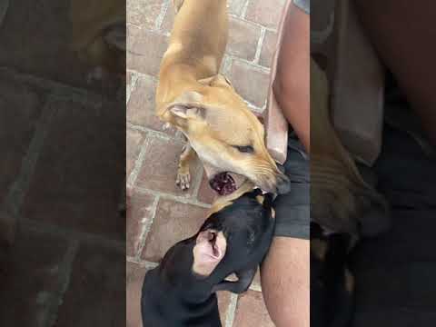 Dog bite and play | dog teeth power | 4 month puppy