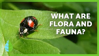 Flora and Fauna Explained🌷🦁 |  Definition, Types & Examples