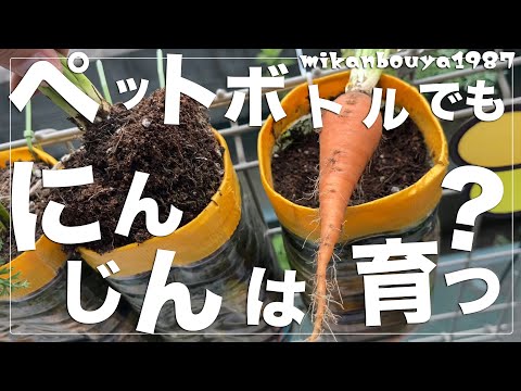【畑・プランター不要！】ペットボトルでの人参栽培術｜家庭菜園｜ペットボトル栽培｜フェンス栽培