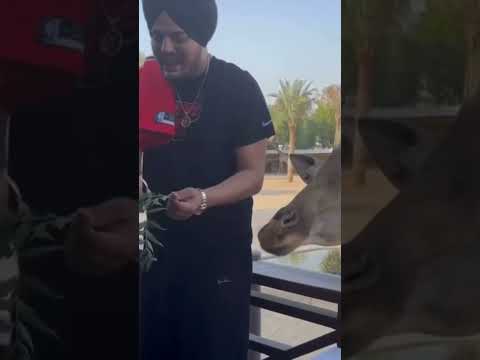 Sidhu Moose wala fun in Dubai#sidhumoosewala