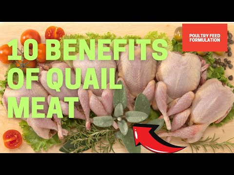 10 Benefits of Quail Meat