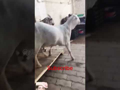 MASh Allah#goat #edit #animals #cow #goat #cow #viral #viralvideo #bakraeid