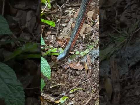 Best GIF wins follow back ‼️Red bellied black snake 🐍 #cartoon #animals #funnycute #sillyness