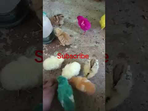 #hen #babyanimals #chick #babybirds #chicken #trending