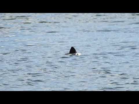 2019.07.20  Bird Diving for Food