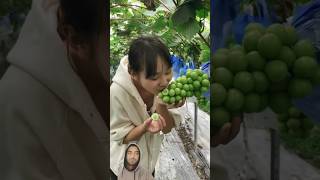 #fruiting #farming #funny #fruitprocessing #mango #sugercane