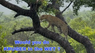 Is a flooded KRUGER worth a visit ?