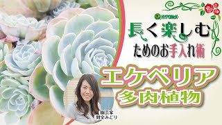 🌸24: How to grow Echeveria (succulent plant) | Autumn-spring type Echeveria Winter care and maint...