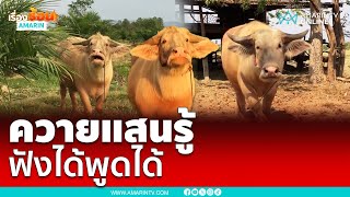 เจ้าทองคำควายแสนรู้ ฟังภาษาได้โต้ตอบได้ | เรื่องร้อนอมรินทร์