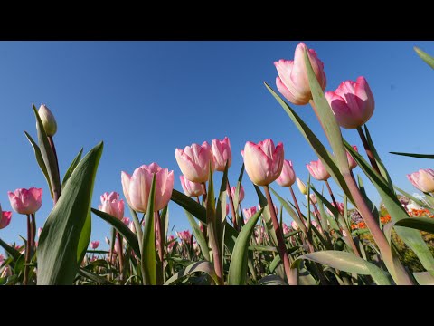 台中市后里區中社觀光花市,鬱金香花季Tulip Season in Chung-she Flower Garden ,Houli Dist.,Taichung City_20250113