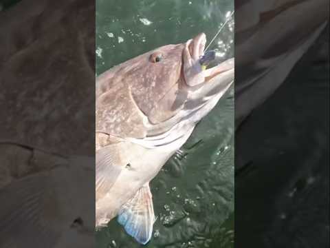 Catching BIG inshore grouper is a real tug-o-war!!! 💥#grouper #fishing #tampabay