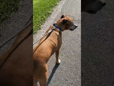 Meet Spyro, The Protective Guardian #Guardian #Boxer