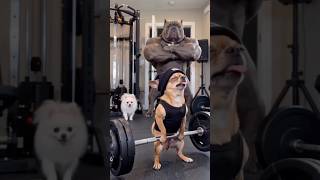 Humara dog to budy builder nikala😂#comedy #funny #exploremore #dog