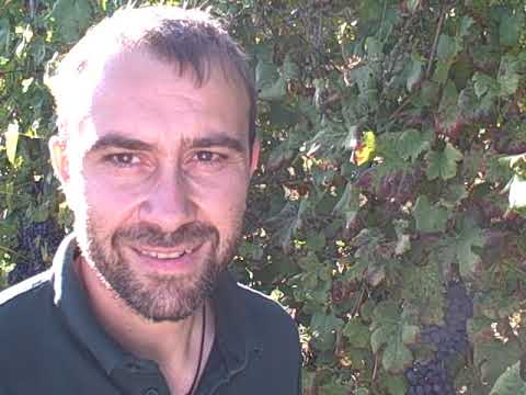 DBGitalia catches up with Alfredo & Luca Roagna as they harvest their Pira Viti Vecchie vyd, Oct'19