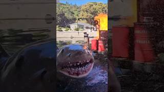 SHARK! Get out of the water! See Jaws on the Studio Tour #shorts #shark #universalstudios