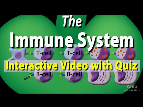 The Immune System: Interactive Video with Quiz