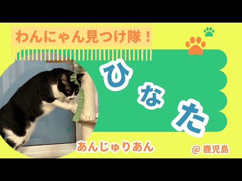 【わんにゃん見つけ隊】鹿児島　あんじゅりあん「ひなた」