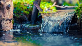 Relaxing Stream and Birdsong – Nature Sounds for Sleep, Meditation & Inner Peace