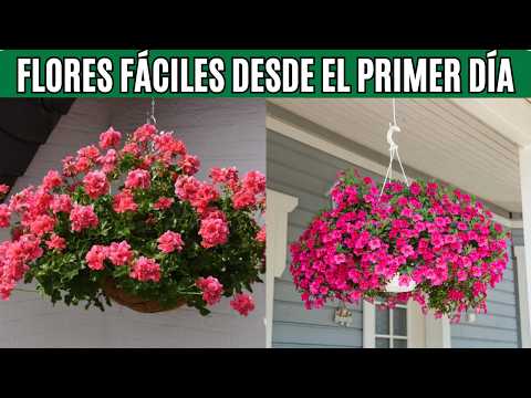 🌿🌸16 Plantas Colgantes con Flores para Principiantes