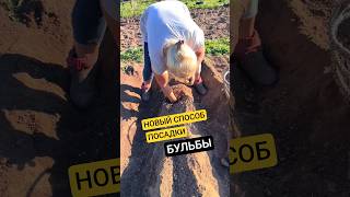 A new method for planting potatoes 🔥 #potatoplanting #diy