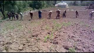 گاؤں  ہاڈی  کی ایک خوبصورت مکئی گڈنے کی ویڈیو۔۔چوہدری اشتیاق صاحب کے گھر کا ایک خوبصورت منظر۔