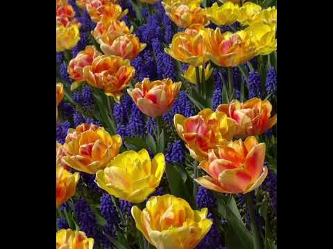 Spring has Sprung #spring #spring2024 #flowers #beautifulnature #nature