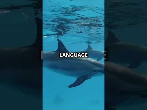 The Secret Lives of Dolphins: Incredible Facts Uncovered! #facts #animalfacts #animals