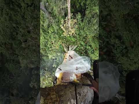 Wild Beehive Honey Cutting At Height 🍯😮🌿 #wildhoney #honeyharvest #dangerousjobs #satisfyingvideo