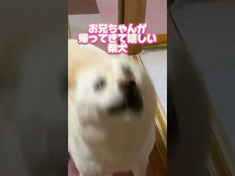 お兄ちゃんが帰ってきて嬉しい柴犬　#shorts #柴犬 #犬 #dog