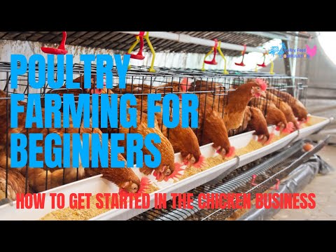 Poultry Farming For Beginners: How To Get Started In The Chicken Business