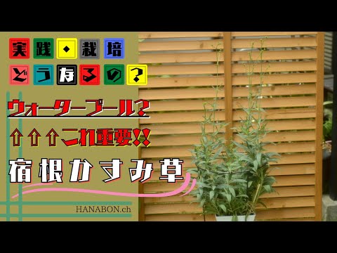 実践・栽培・どうなるの？【from present future？】【宿根・かすみ草】ウォータープール知ってますか？・植え方・育て方・158日後こうなります。【園芸】
