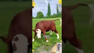 Born Wild, Choosing Happy  | Feel-Good Animals#HappyAnimals #AnimalShorts #FeelGoodVibes