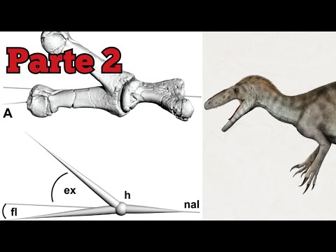 Rango de movimiento del antebrazo en Australovenator (Parte 2)