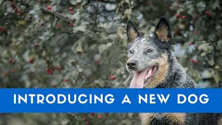 How To Introduce Dogs To Each Other
