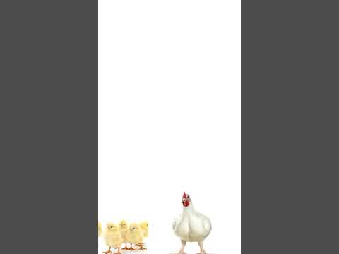 Broiler feed formulation