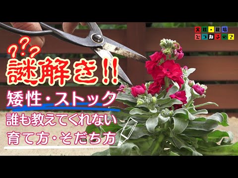 謎解き？？？【ストック】誰も教えてくれない育て方そだち方【ガーデニング】植え方.育て方.育ち方【園芸】