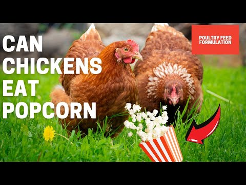 Can Chickens Eat Popcorn? You Might Be Surprised!