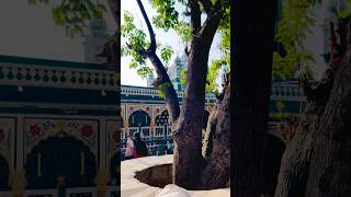 Kaliyar Sharif Sabir Piya🤲❤#newvideo#kaliyarsharifdargah#kaliyarsharifsabirpiya#2025#shortvideoviral