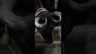 kerala cow #mathav#cow