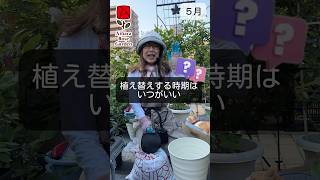 植え替えする時期はいつがいい　#相原バラ園 #バラ栽培 #ショート