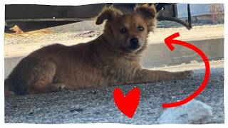 I Need Your Help Saving This Dog!