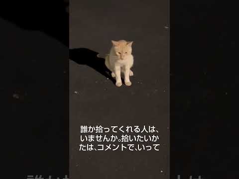 捨て猫がかわいそう。