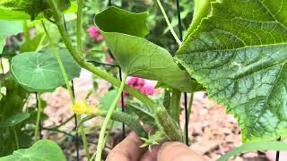 5 tips for successful cucumbers 🥒