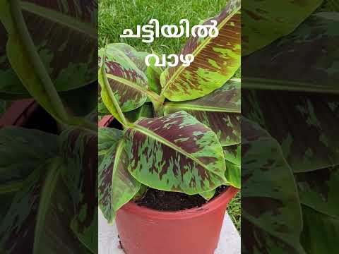 എൻ്റെ വാഴത്തോട്ടം l San Jose,California l #malayalam #Kerala #usamalayali #ukmalayali #gulfmalayaly