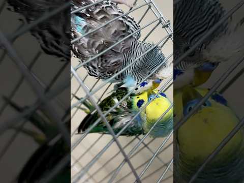 bird kissing |Baazigar Pakhi #birds #birdkiss #loves_birds #birdsphotography #busylifeeasyvlog