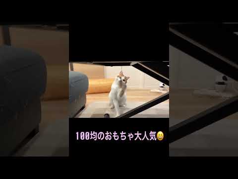 100均の猫グッズもう手に入れた？🐈　#shorts #ネコ #ねこ #ねこのいる生活 #ねこ動画 #猫 #保護猫 #日本猫 #cat