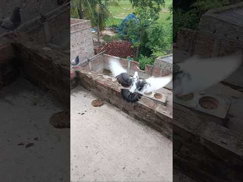 #status #kobotor #attitude #pigeon #kabootarloft05 #kabutar 10M