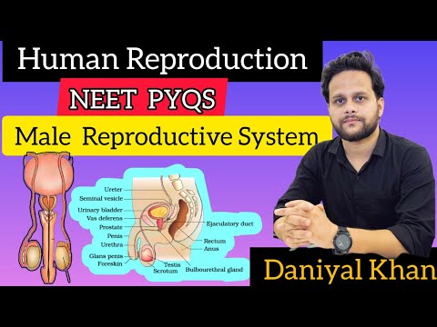 Male Reproductive System Human Reproduction | NEET PYQs CBSE  UP Board LT Grade Daniyal Khan Ghazaly