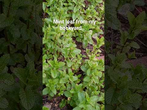 എൻ്റെ തോട്ടത്തിൽ നിന്നുള്ള പുതിന ഇല  l Mint leaf from my garden l Spring l San Jose, California